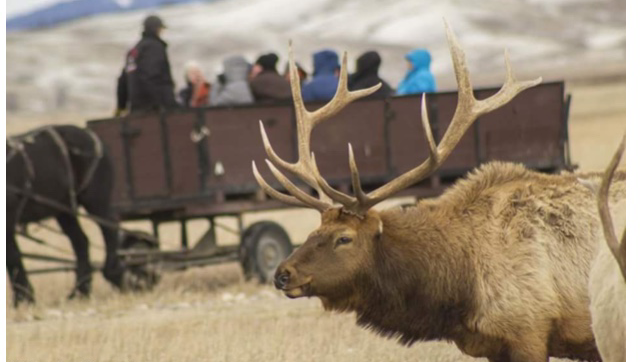 National Elk Refuge Sleigh Rides