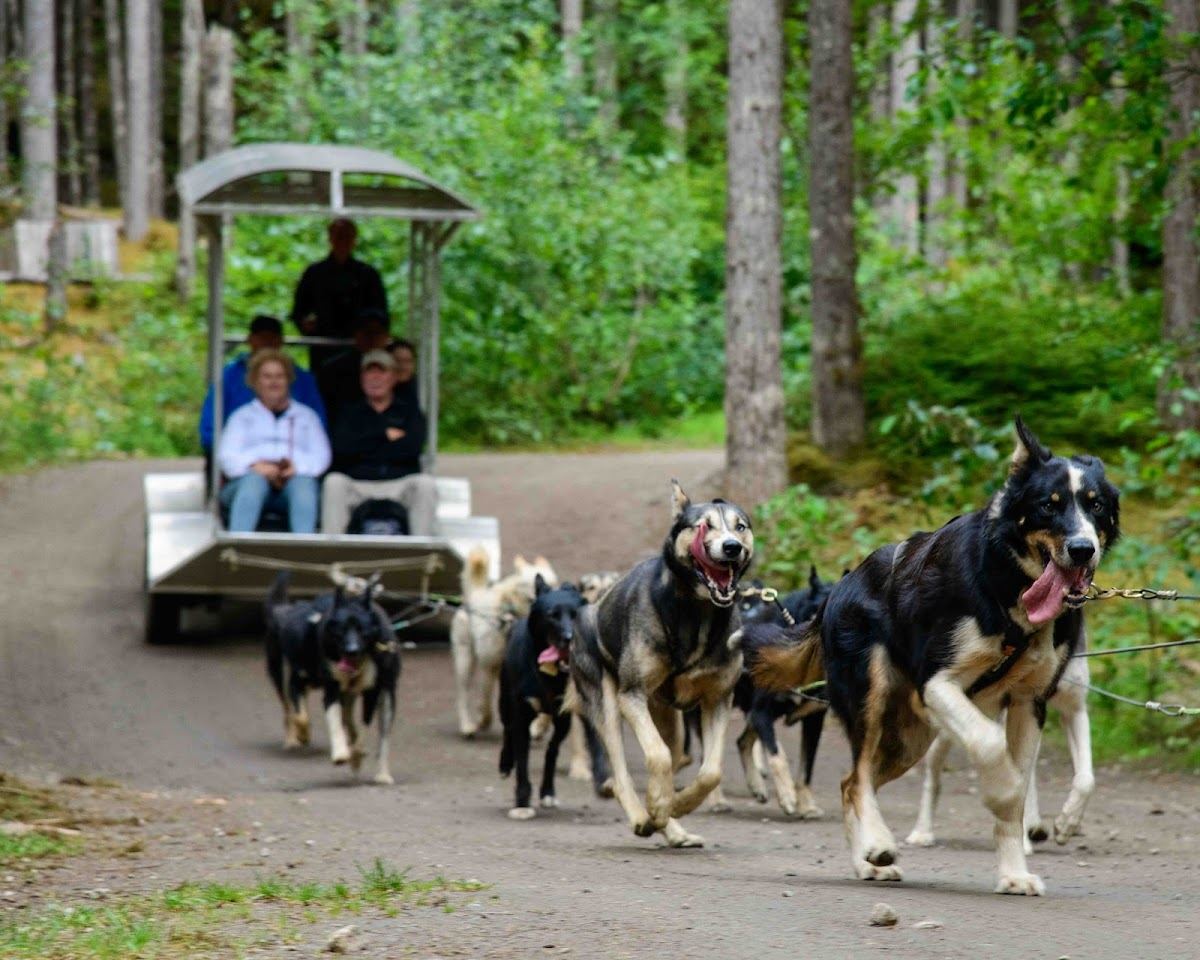 Sled Dog Discovery & Musher's Camp® in Juneau Alaska
