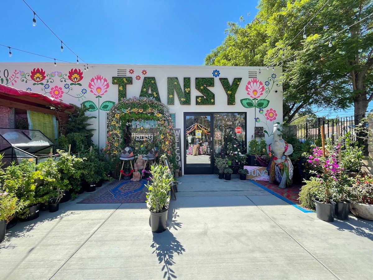 Tansy