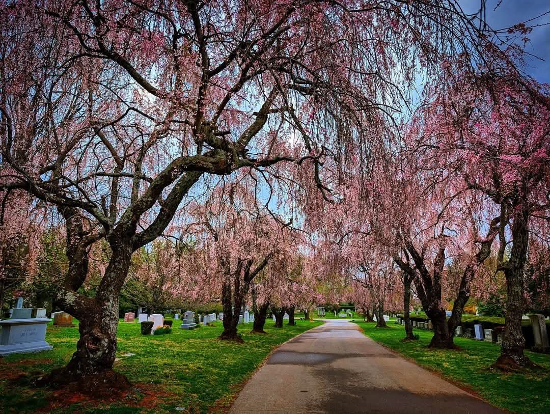 The Lexington Cemetery