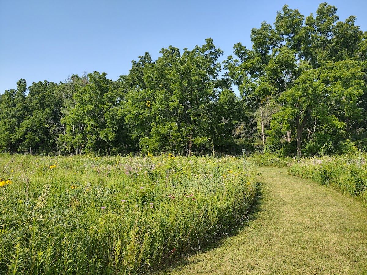 Lewis Nine Springs E-Way