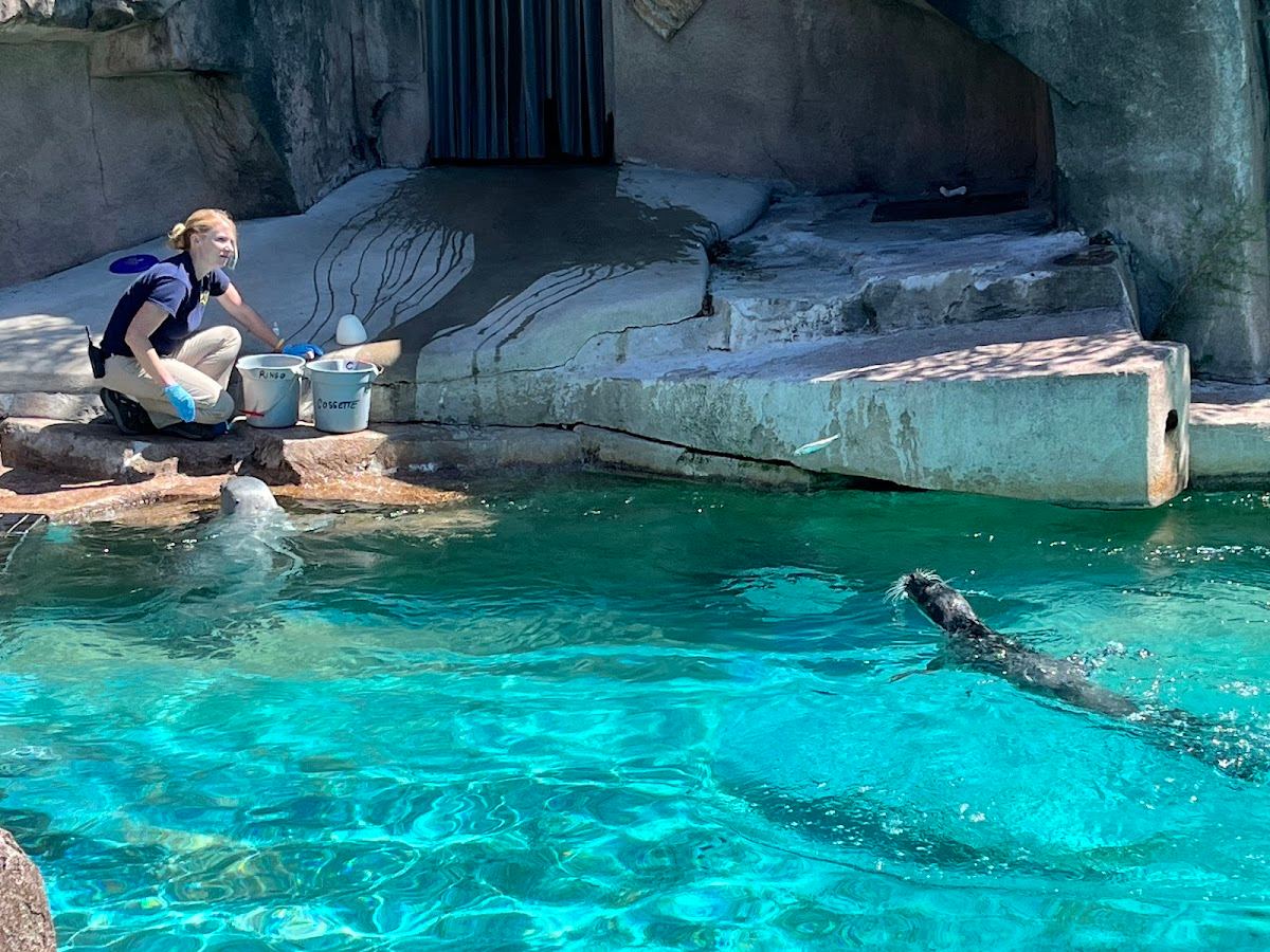 Harbor Seal Exhibit