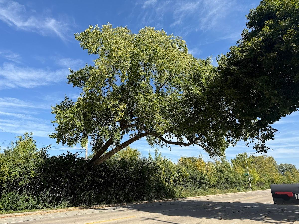 Howard the Elm Tree