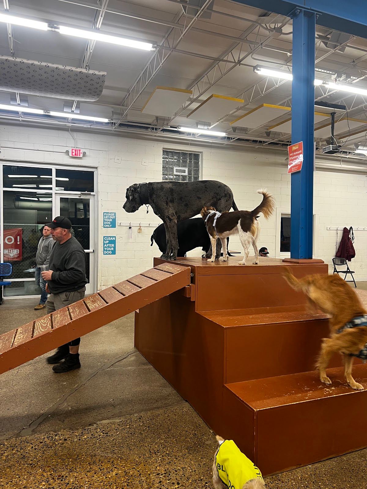 Unleashed Hounds and Hops