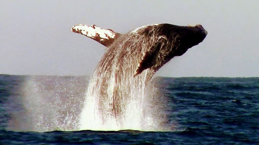 Chris' Fishing and Whale Watching