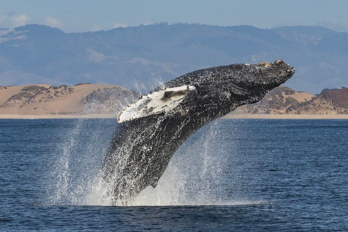 Discovery Whale Watch