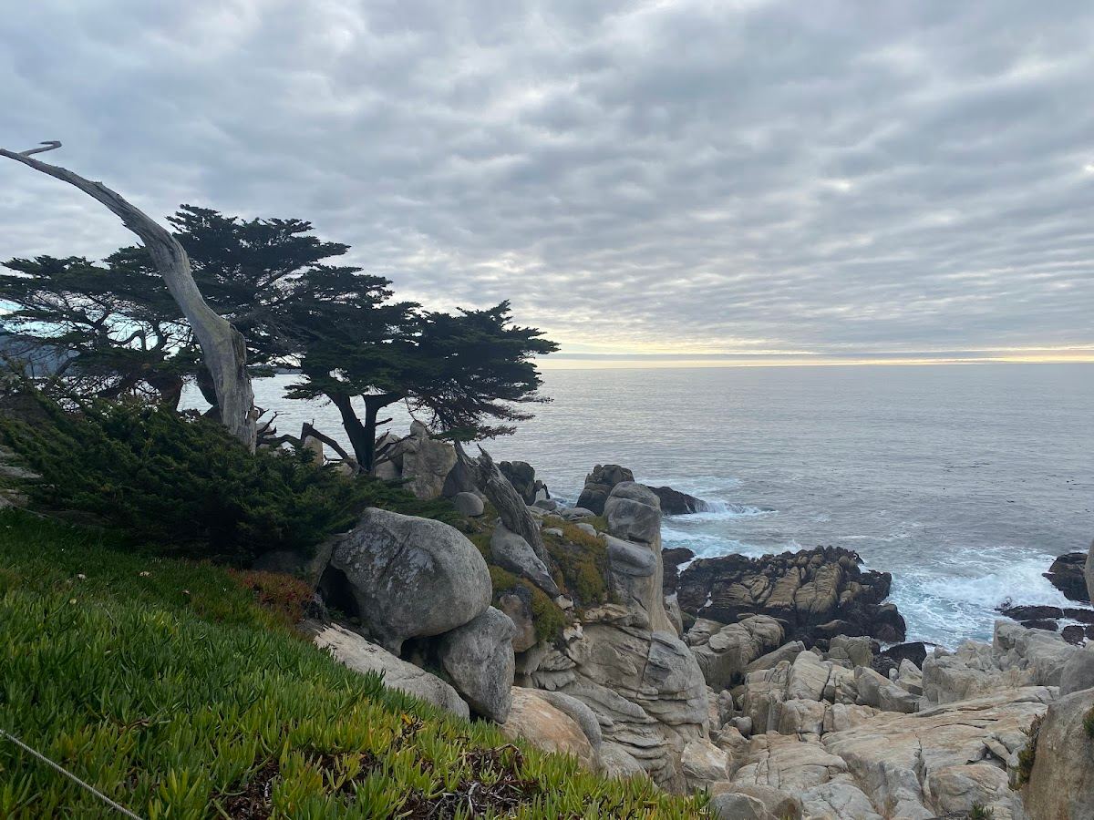 Ghost Trees at Pescadero Point