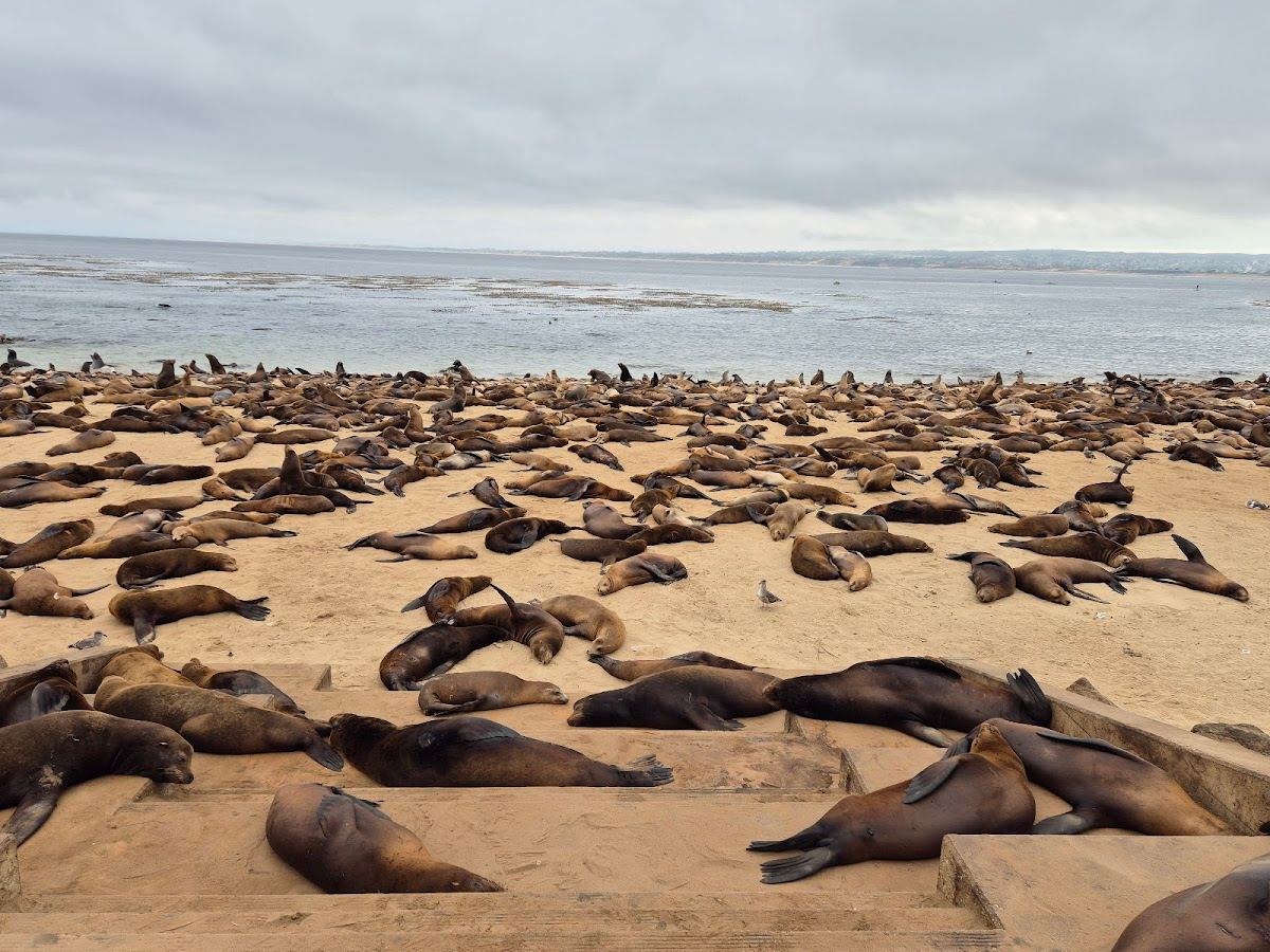 Monterey Sea Lions