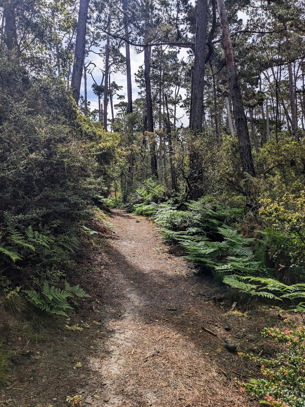 S F B Morse Botanical Reserve