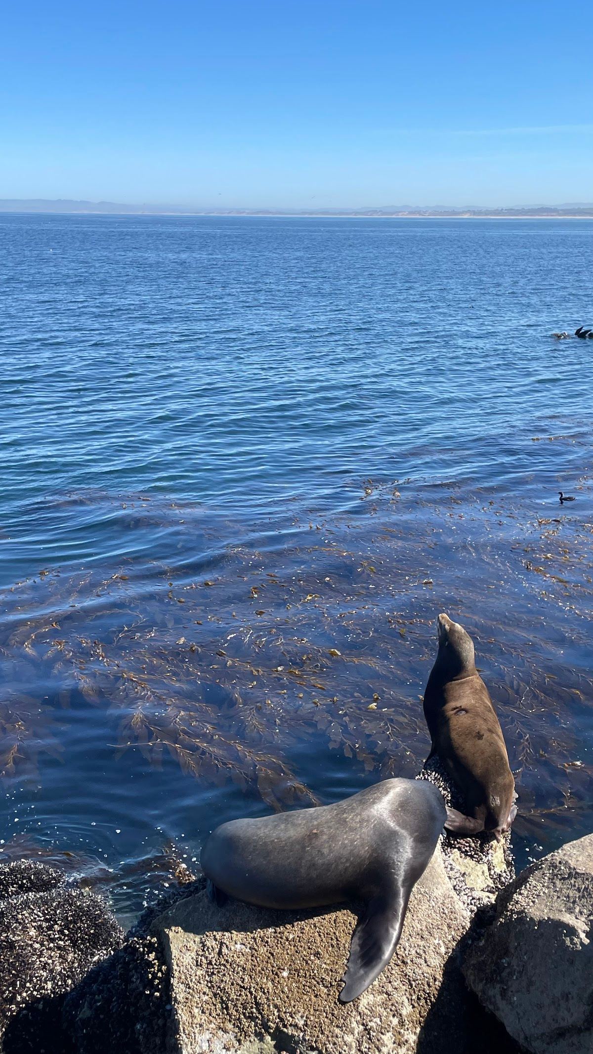 Seals & sea lions