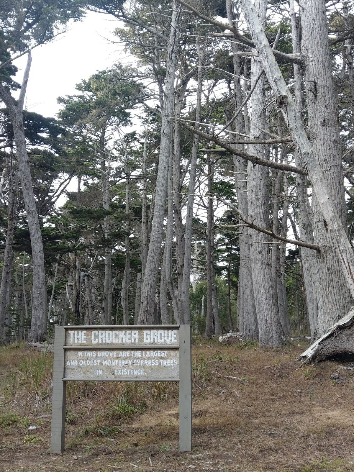 The Crocker Cypress Grove