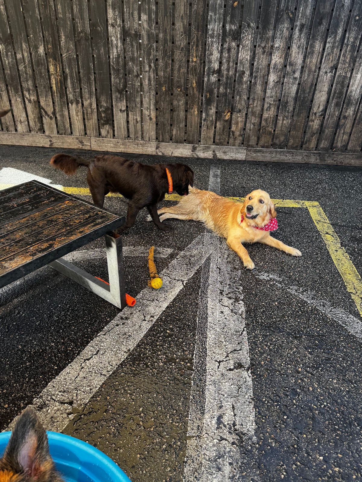 Dog Training Anytime