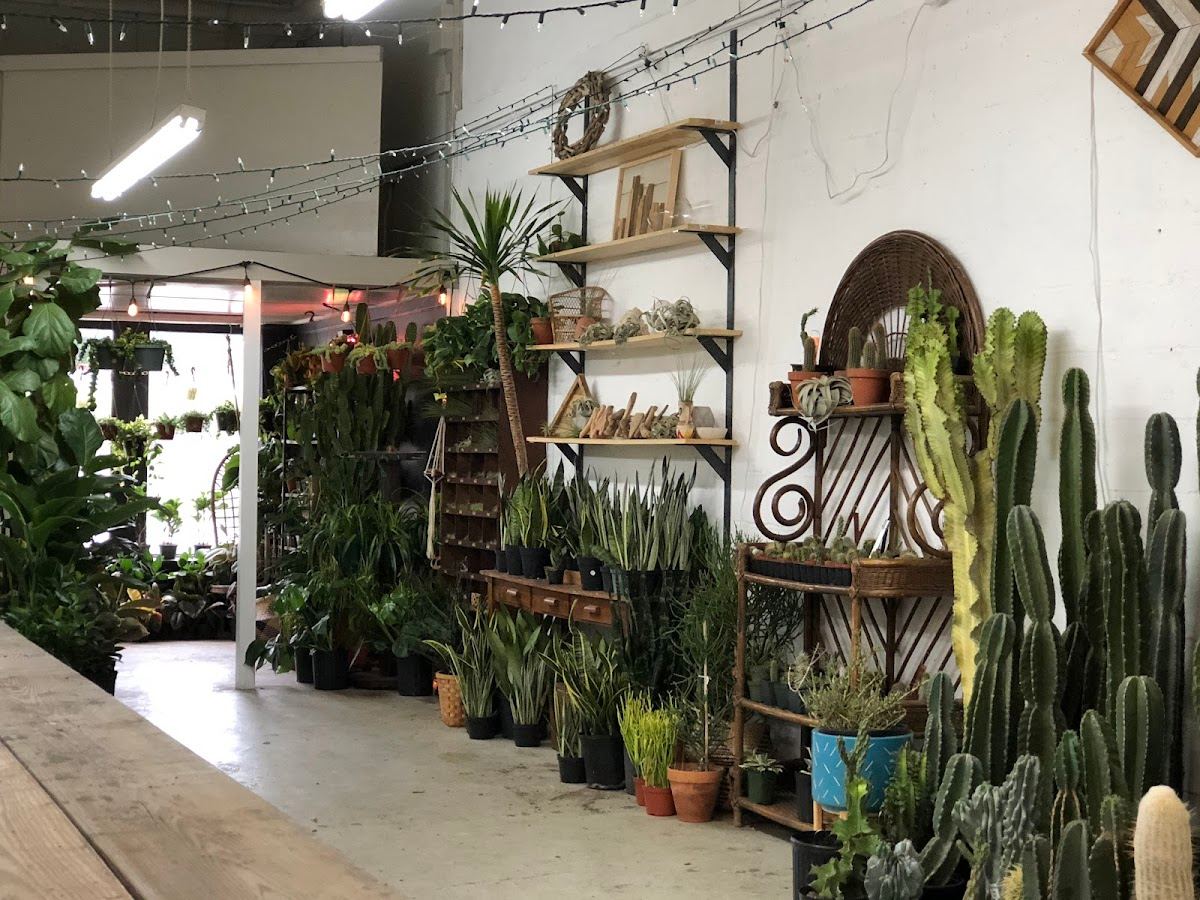 Lawrence & Clarke Cacti Co