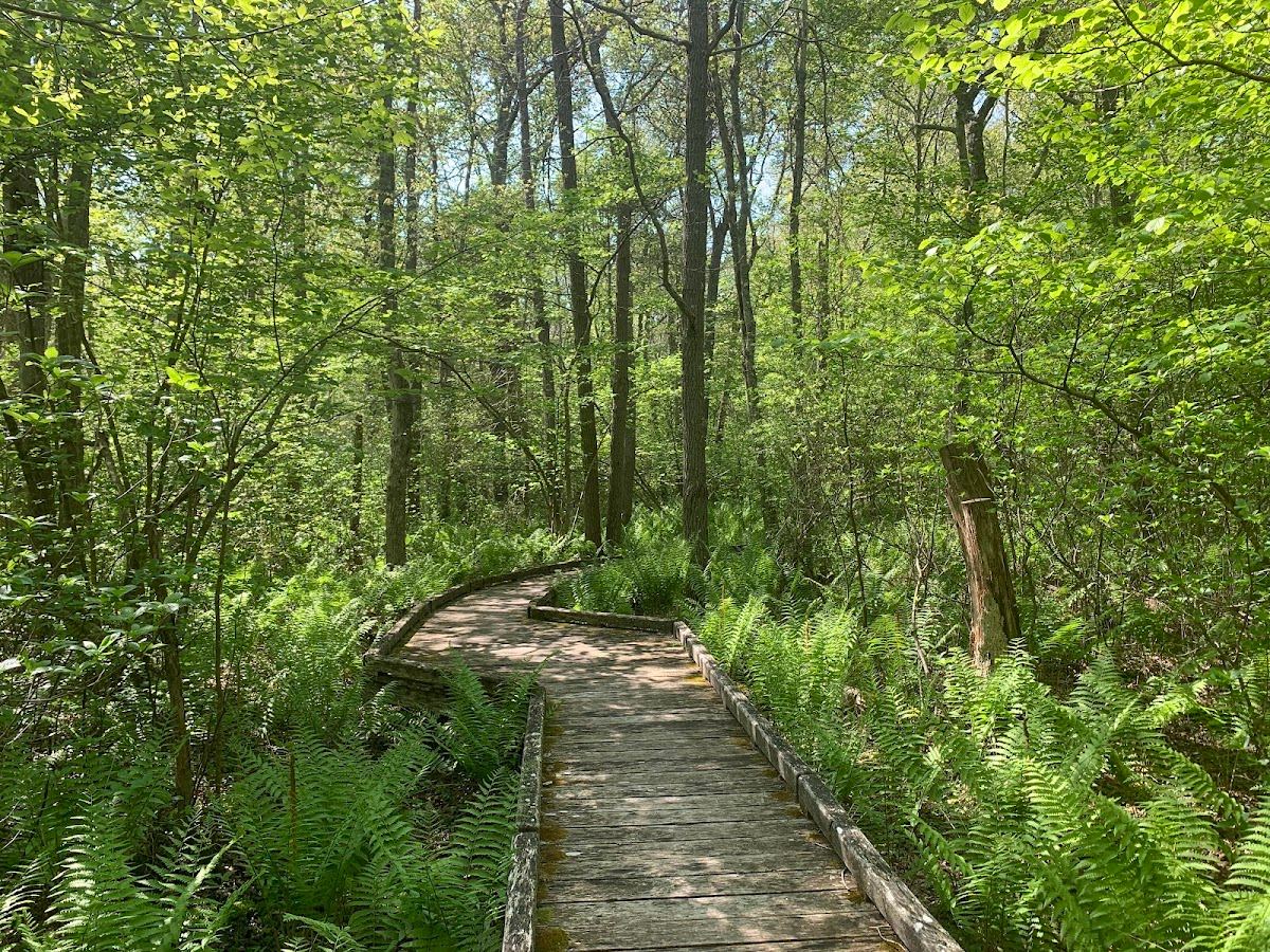 Whitehead Preserve at Dundery Brook