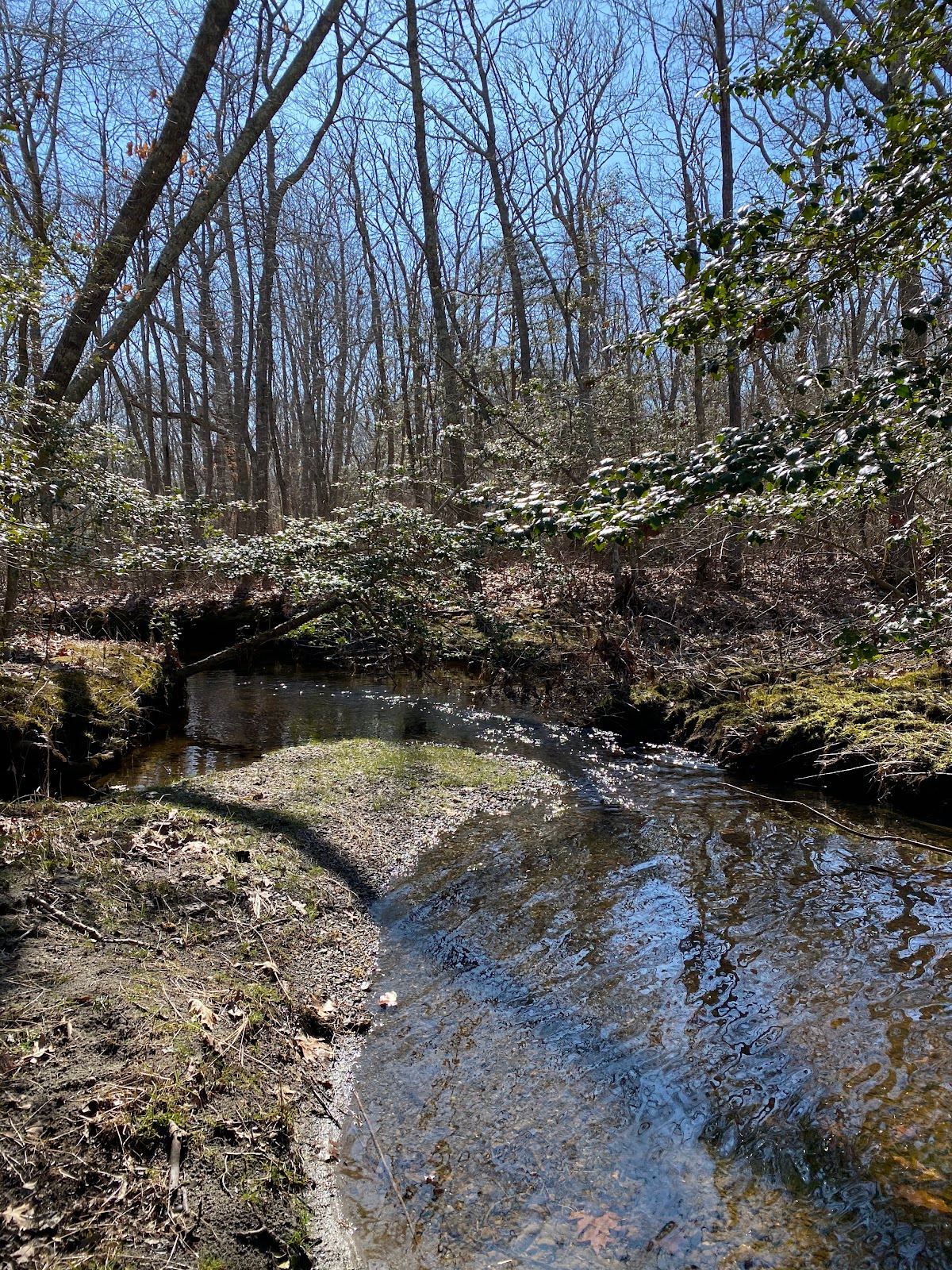 Wilbour Woods