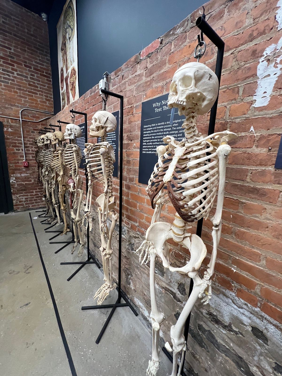 The Bone Museum