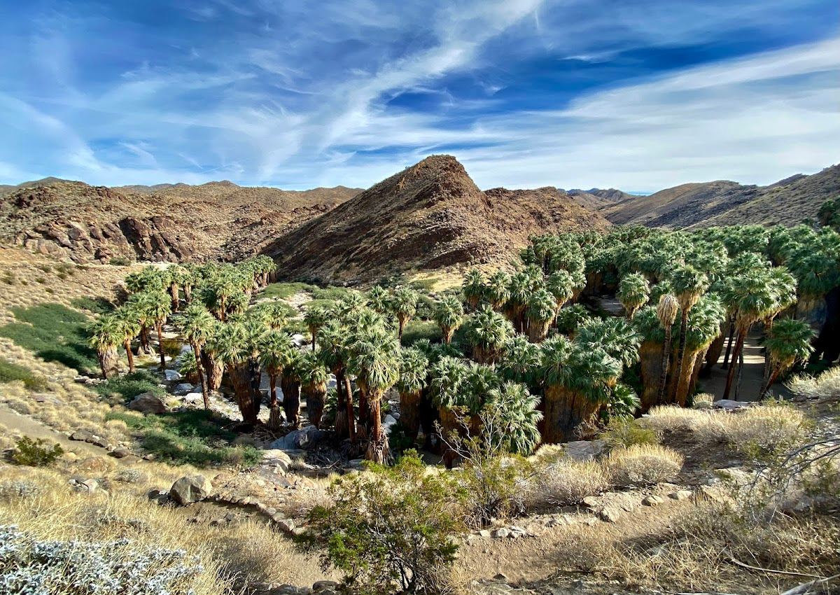 Palm Canyon