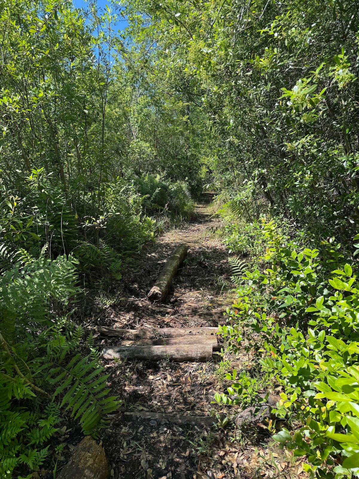 Audubon Nature Preserve Doctor's Pond Boardwalk