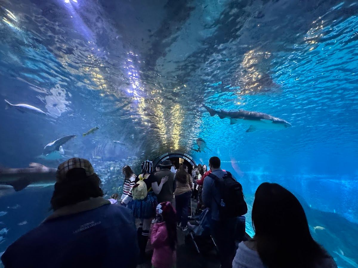 Adventure Aquarium
