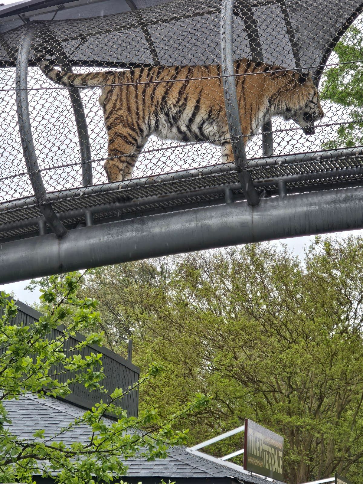 Big Cat Falls