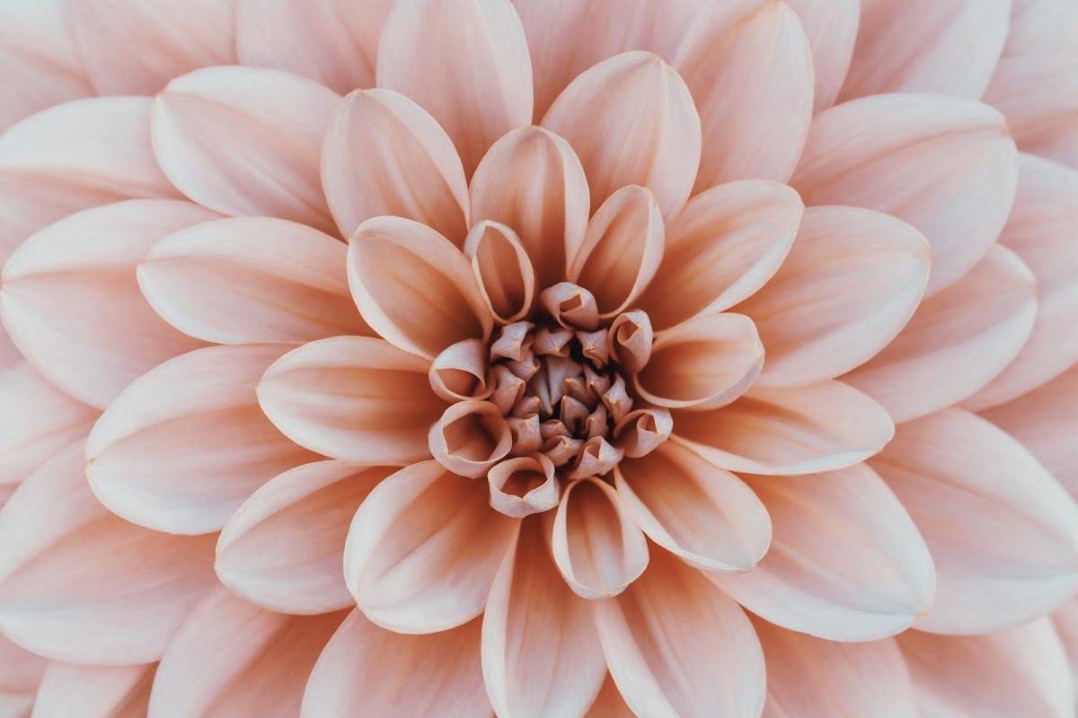 Dahlia Medical Aesthetics PLLC