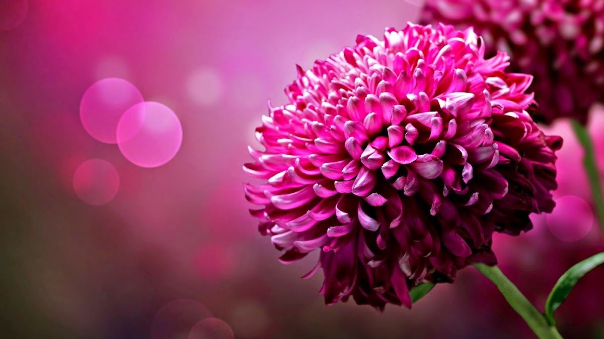 Everlastings & More Florist, Floral Arrangements, Flowers and Gifts