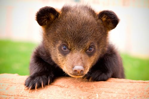 Bear Country USA