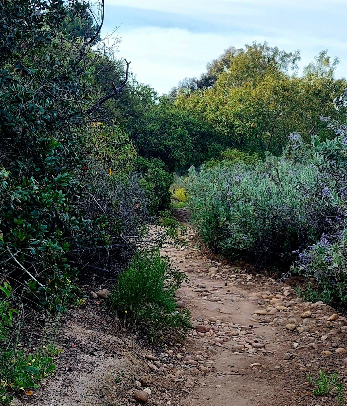 Juniper Canyon