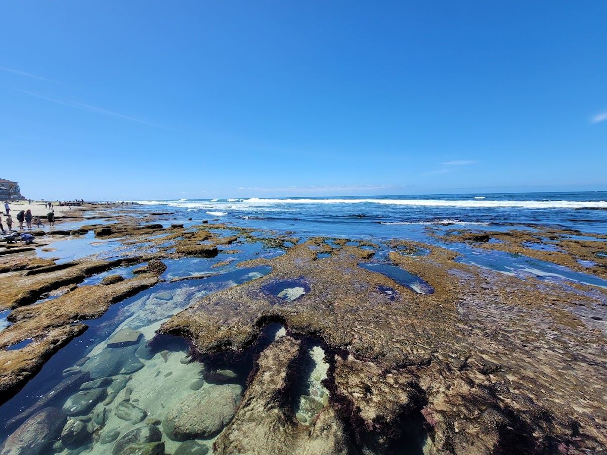 La Jolla Tide Pools