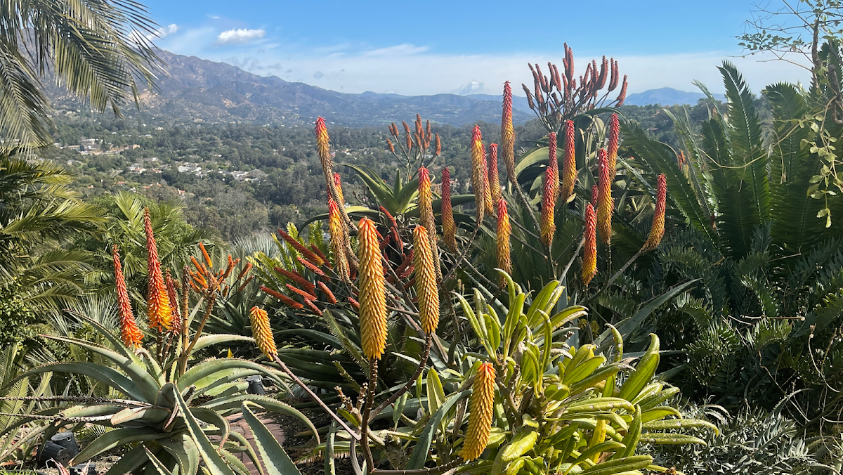 Aloes in Wonderland — Private Botanic Garden & Rare Plant Nursery — Appointment Only