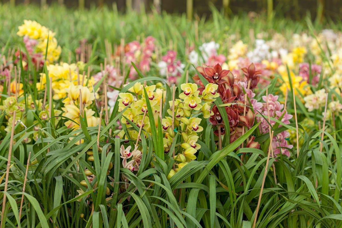Flower Farm Shop