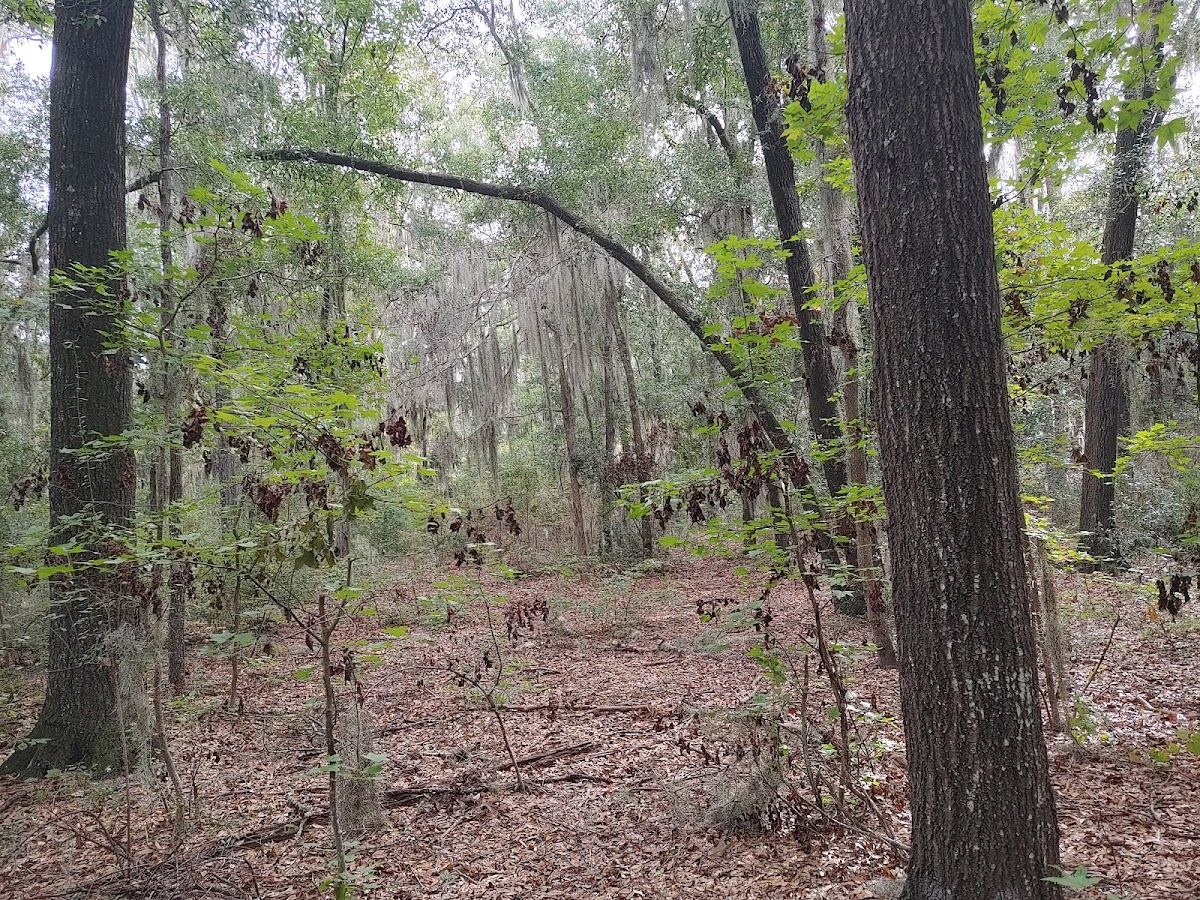 Whitemarsh Preserve