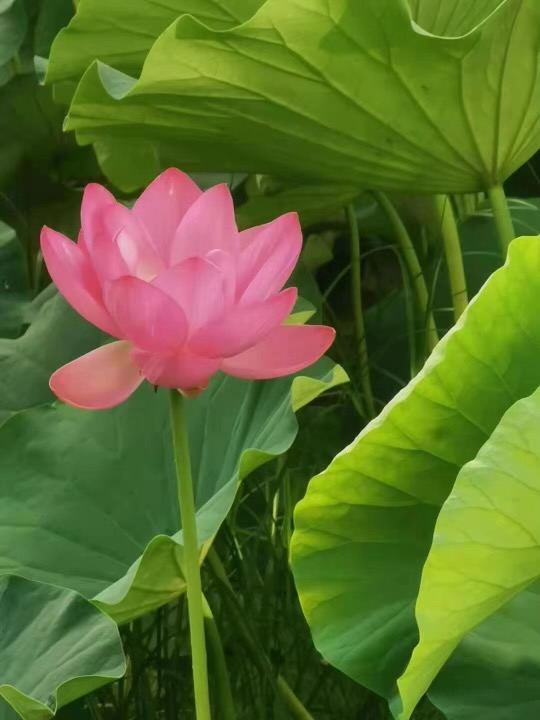 Healing Garden Massage