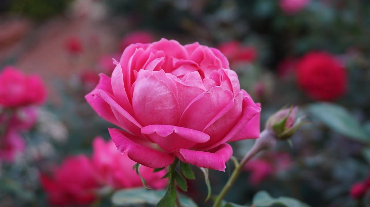 Journey Flowers