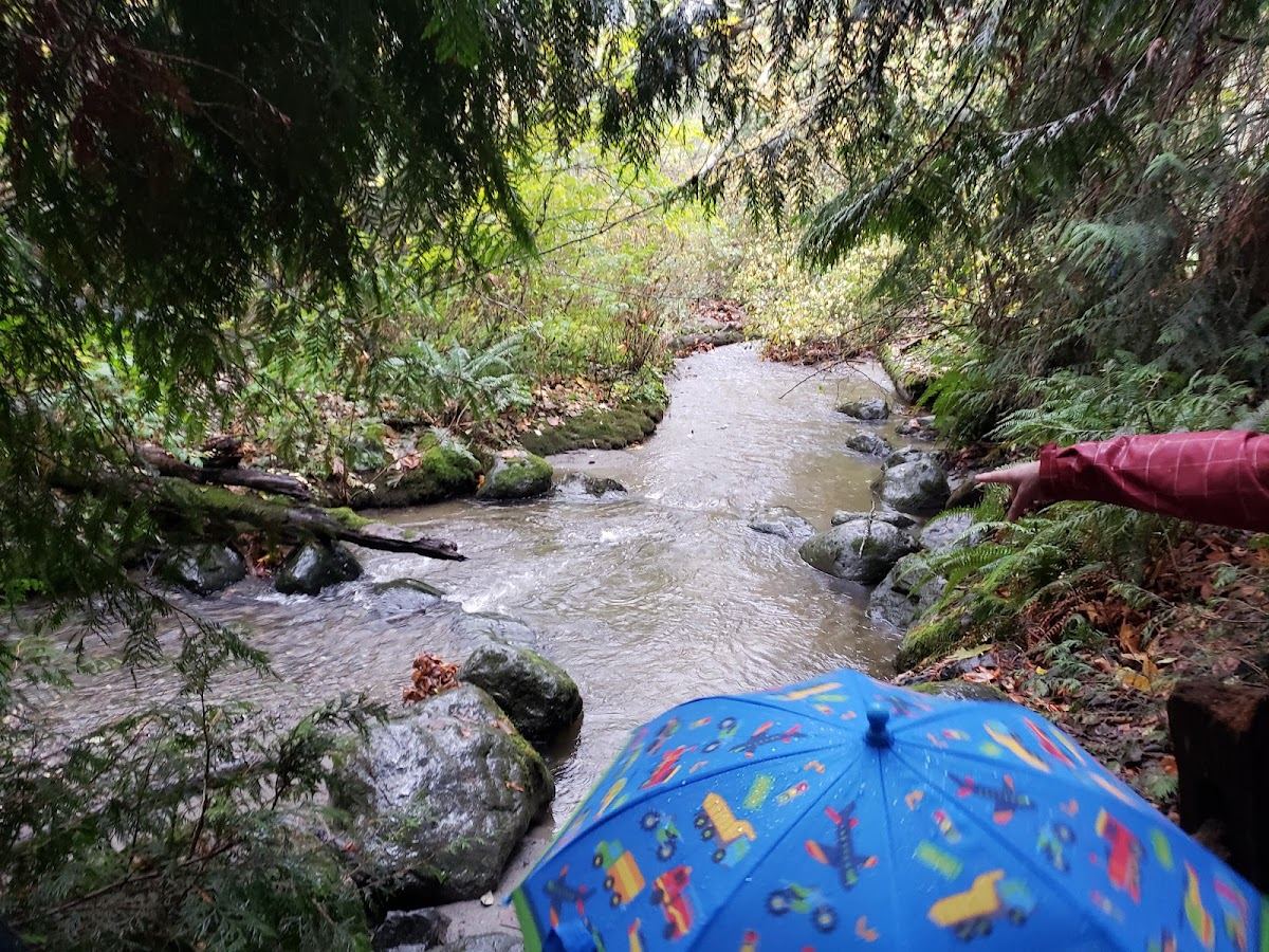 Chum Salmon Viewing Area