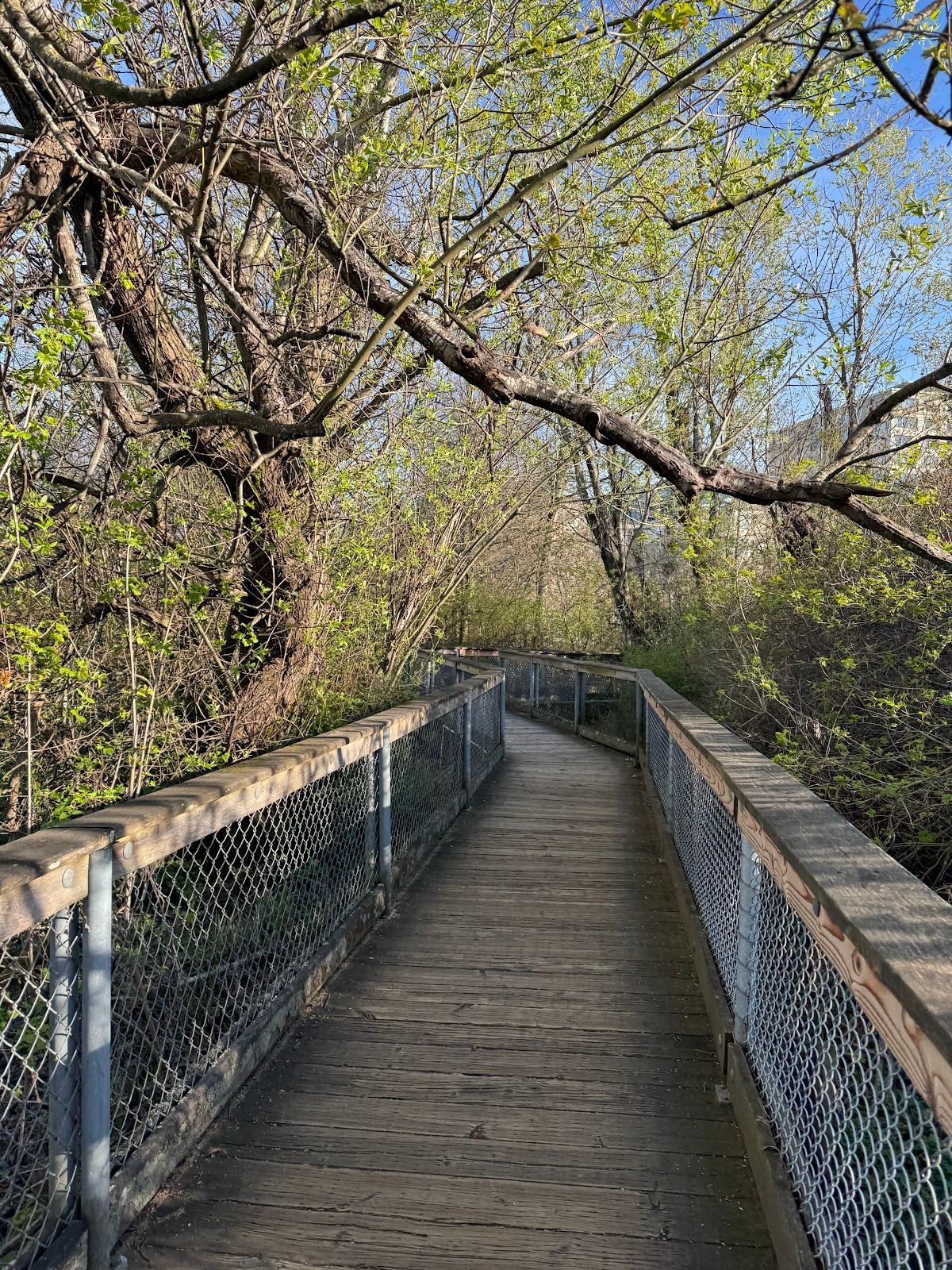 Gene Coulon Bird Island