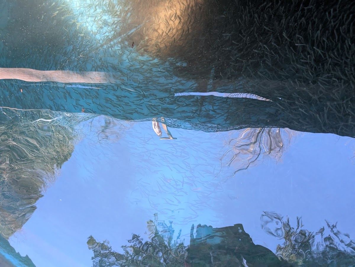 Imprint Pond at Carkeek Park