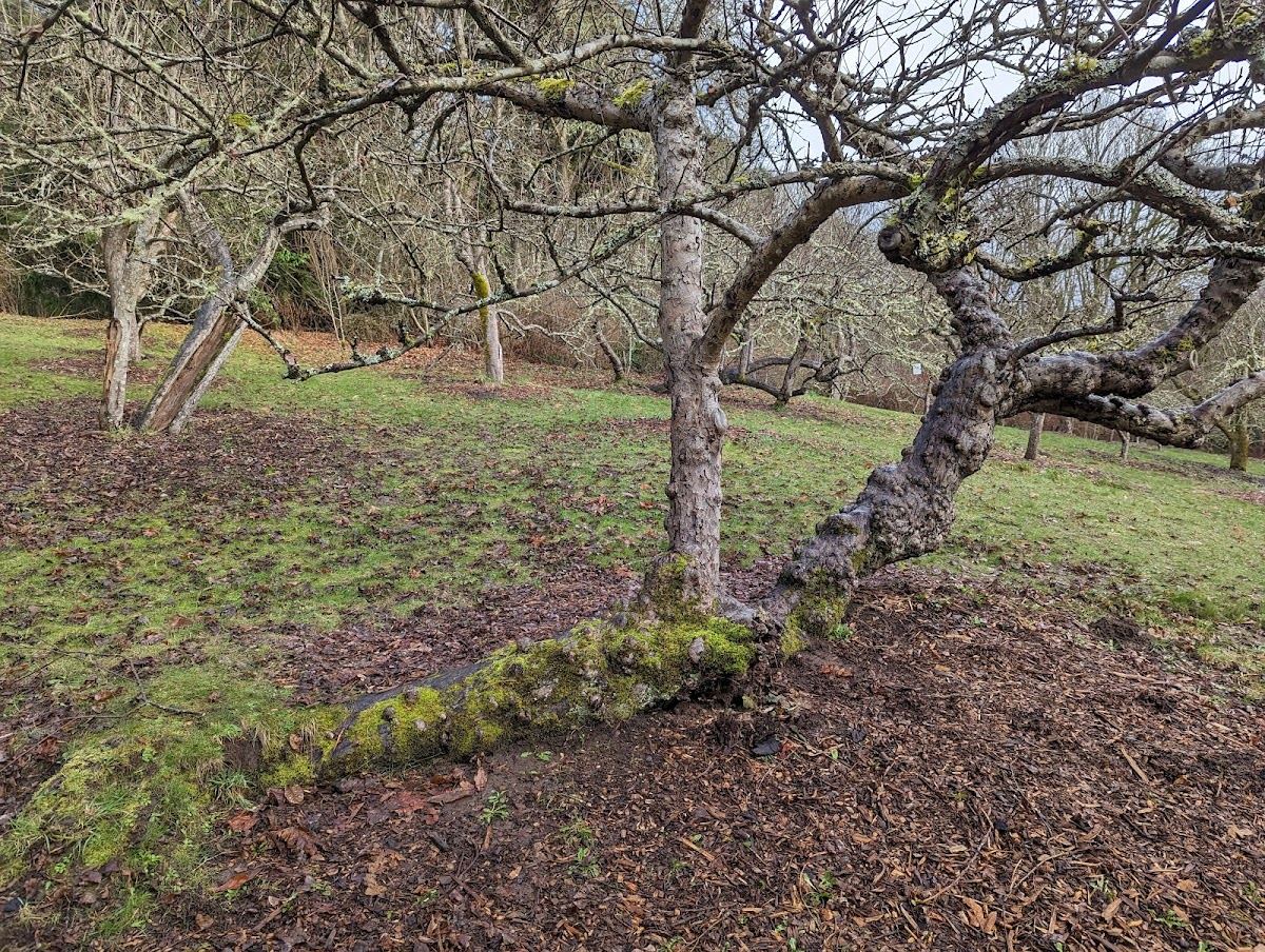 Piper's Orchard