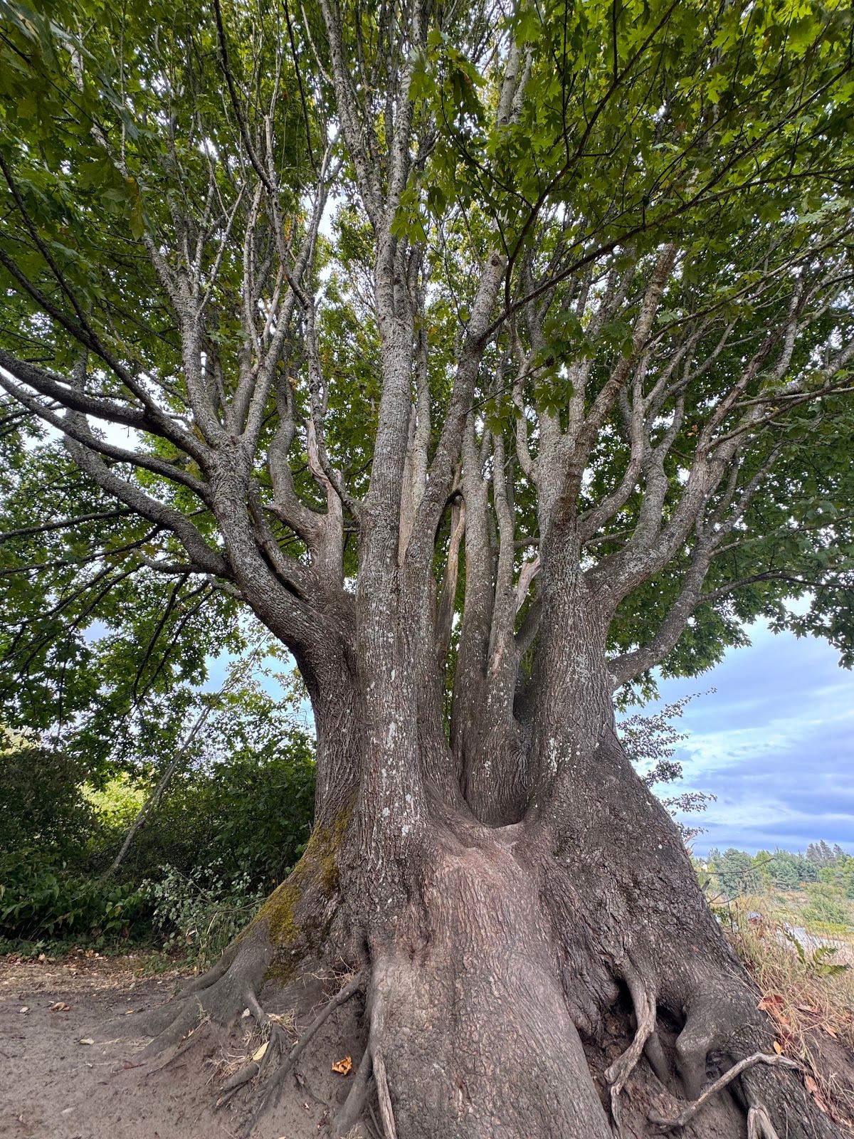 Roots of Unity (Bigleaf Maple Tree)