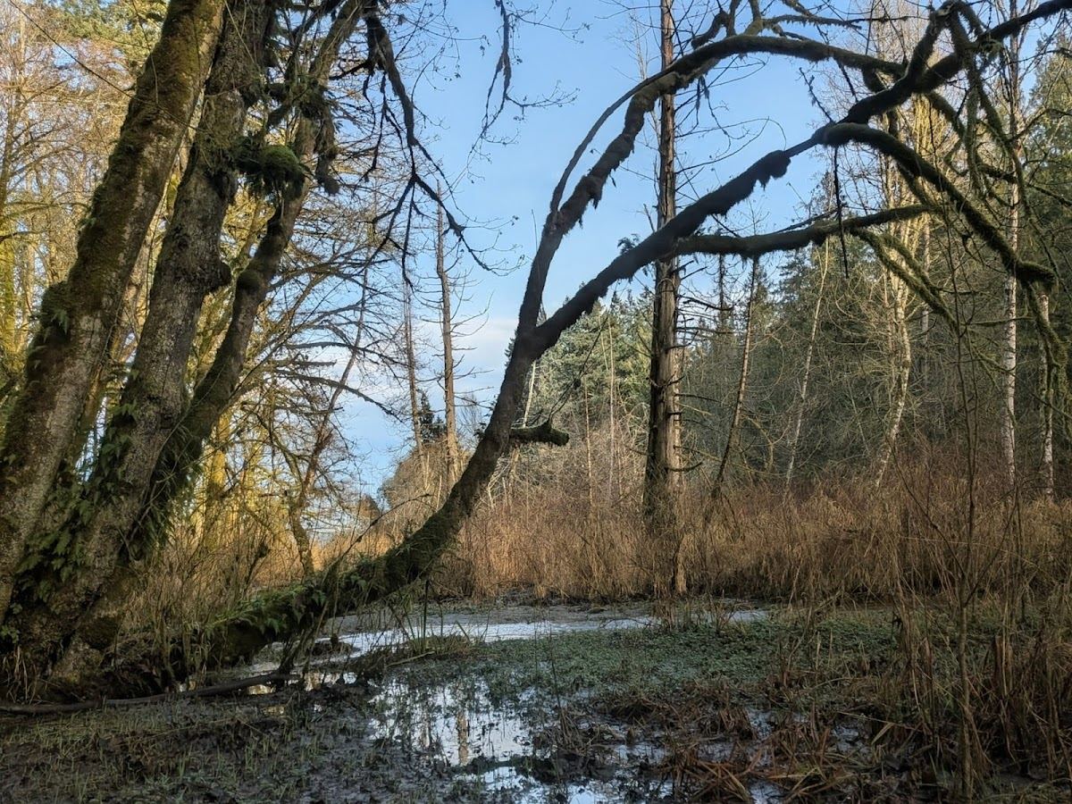 Shinglemill Creek Natural Area