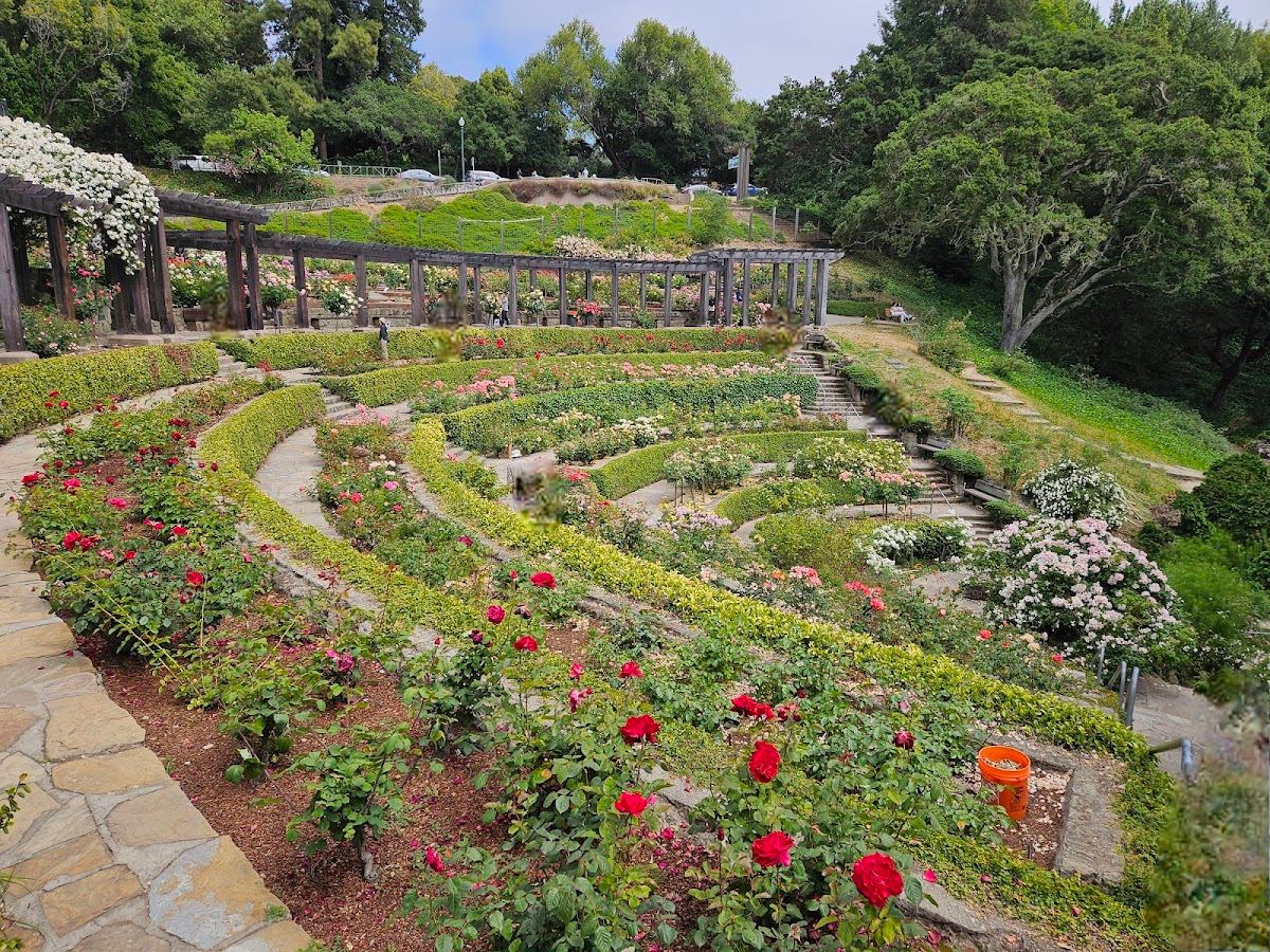 Berkeley Rose Garden