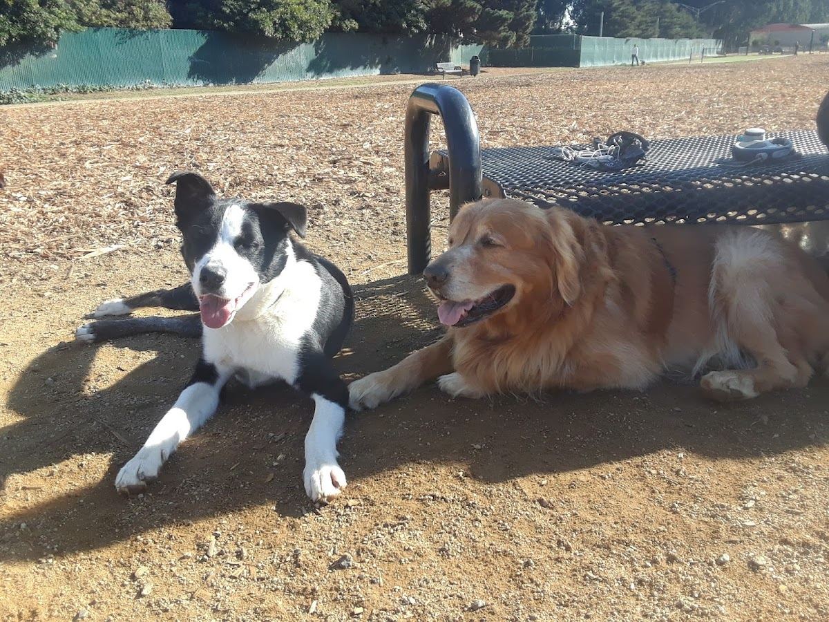 Centennial Dog Park