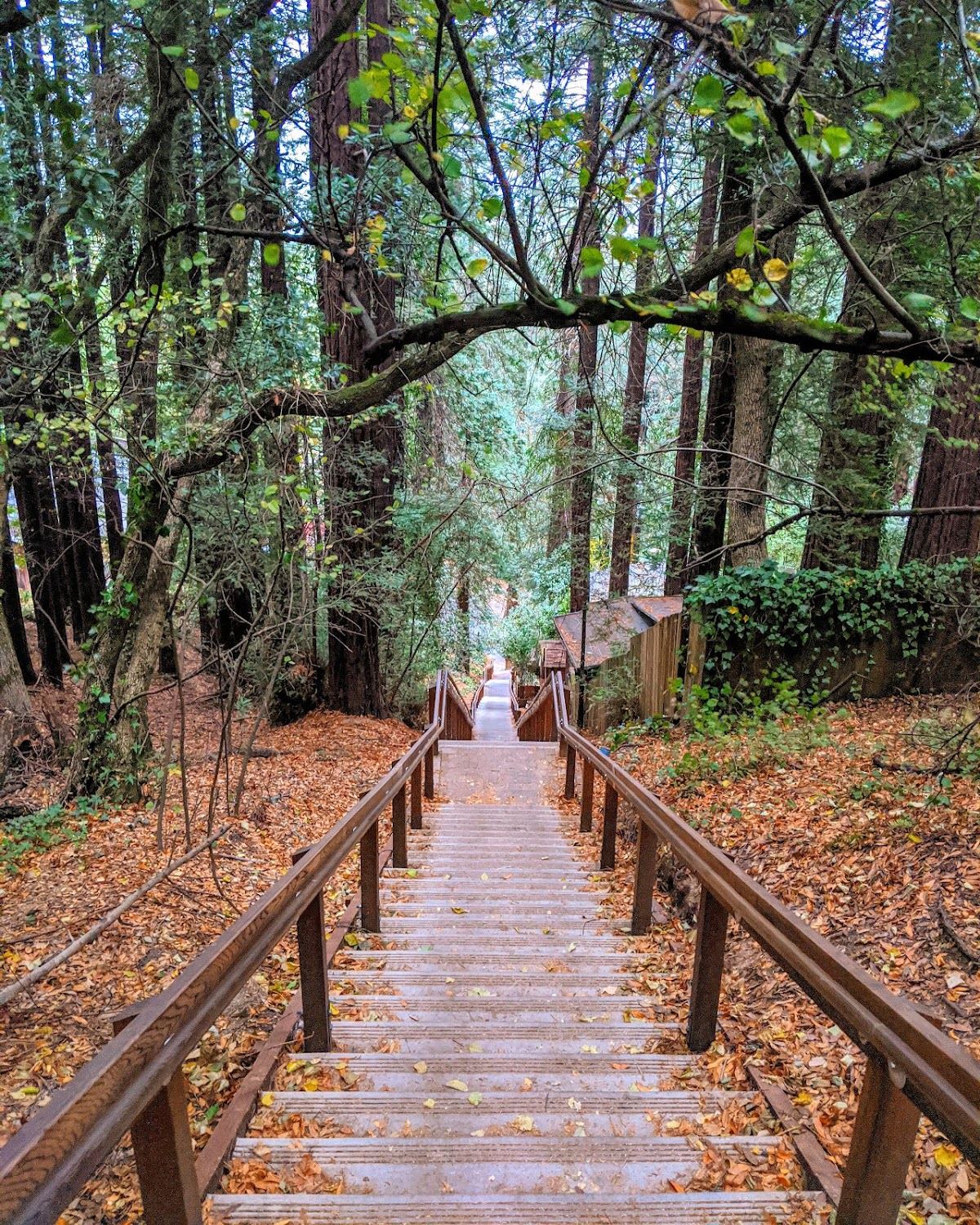 Dipsea Trail Head