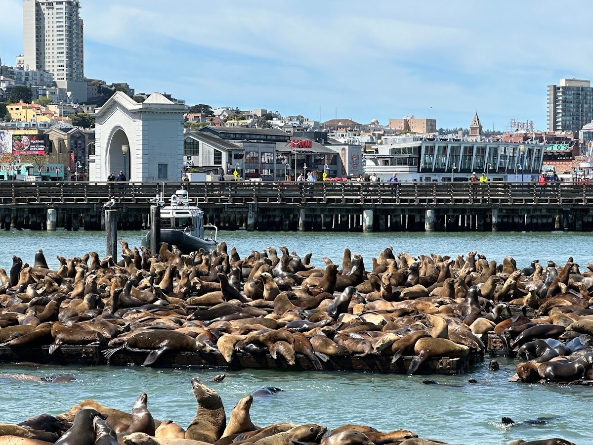 Sea Lion Viewing Area