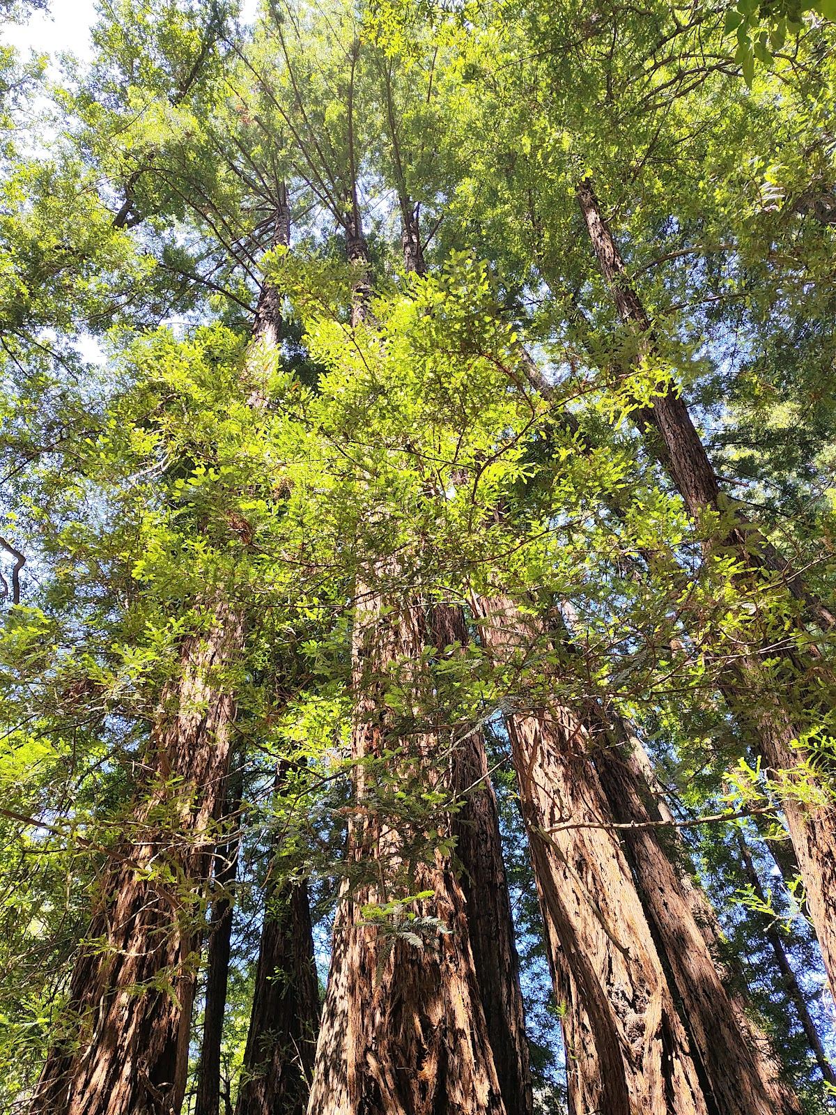 Stolte Grove