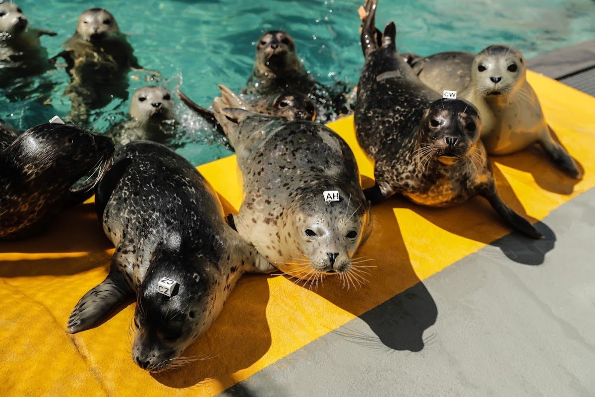 The Marine Mammal Center
