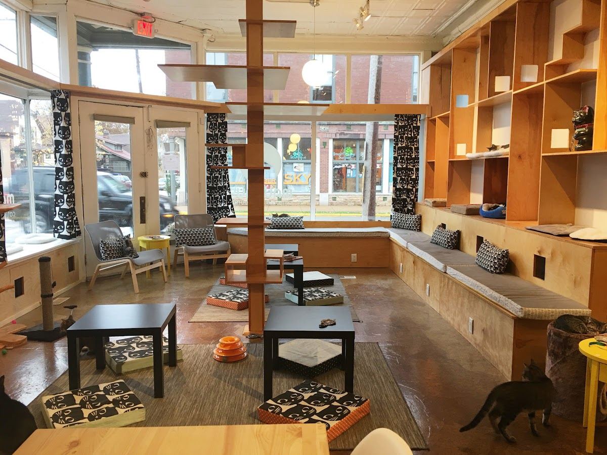 Mauhaus Cat Cafe