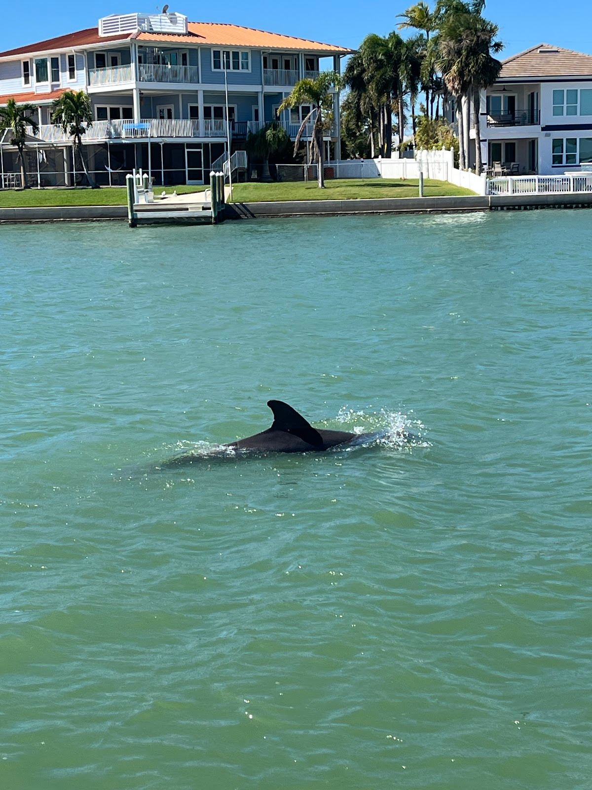 Dolphin Quest Eco Tours