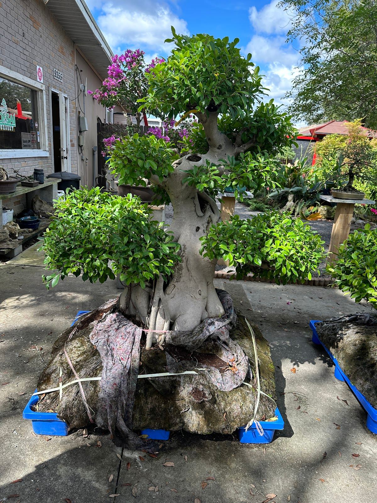 Artisans Bonsai, INC