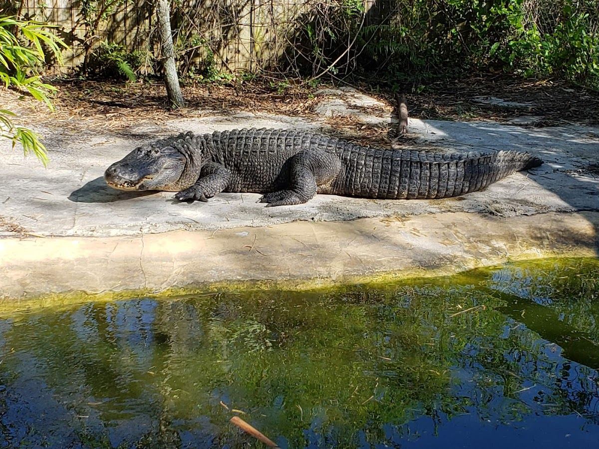 Croc Encounters